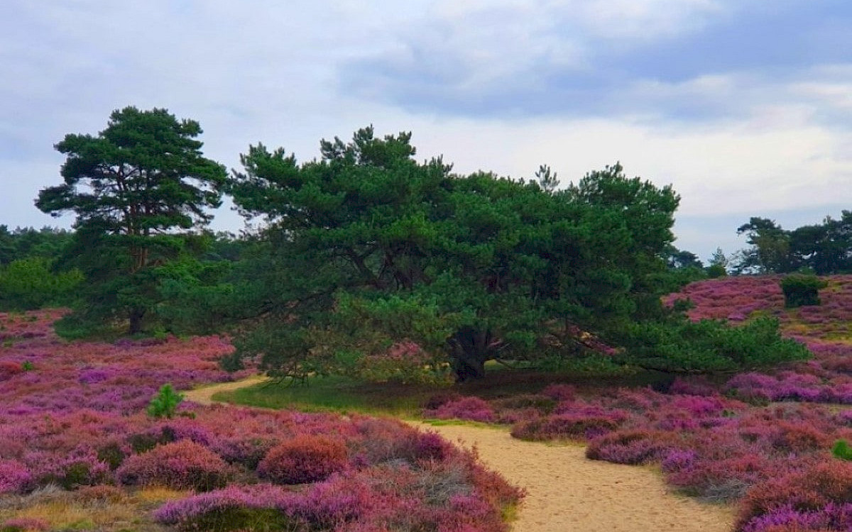 Camping het Horstmannsbos